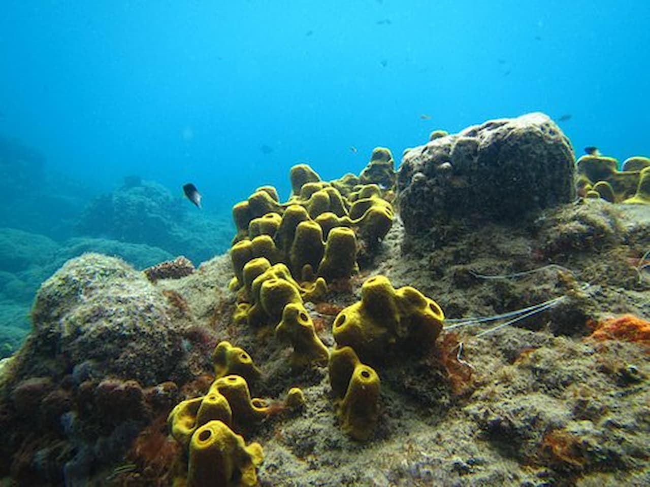 pretty-snorkel-times (1)